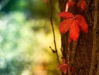 最经典的《请你温暖，无论这世界多冷漠》经典句子