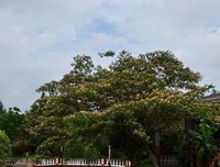 合欢树
