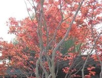 《关山飞渡》观后感精选10篇