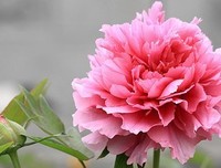 酒入愁肠，应易醉？