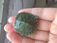 乌龟的华尔兹读后感10篇