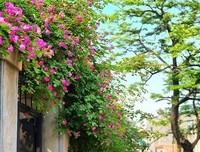 最全的《蔷薇岛屿》经典名句