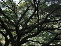 罗西的名句_关于罗西的名句
