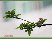 《海棠依舊：知否？知否？應是綠肥紅瘦 卷七 那人卻道