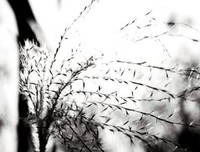 《野芦苇》的影评10篇