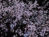 侧侧轻寒经典句子
