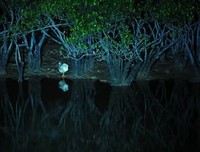 聆听夜声