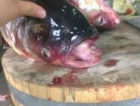 《炊事班的故事》影评10篇