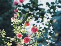 2017阿兰·德波顿经典句子