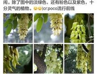 今日立春，带你去赏春花吧