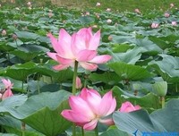 最经典的《鹧鸪天》好段摘抄大全