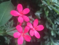 《巴黎小情歌》经典观后感集