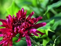 静看花开花落