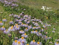 《阿尼瑪》读后感精选10篇