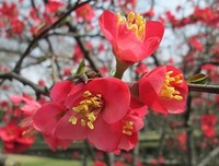  苑子文 的名言名句