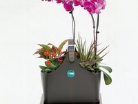 春里，等你一起听花语