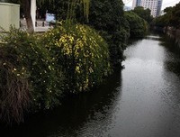一只白鸟