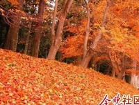 今夜我沉思