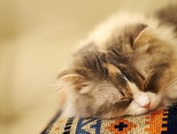 《猫的复生》读后感精选10篇
