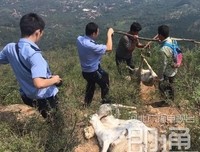 十只羊