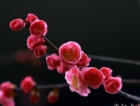 我是妈妈，我爱摄影经典读后感10篇