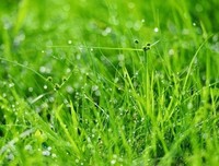 做人如草！（写的太好了）
