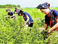 《香艾，是最好的疗愈》读后感精选10篇