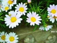 静待花开