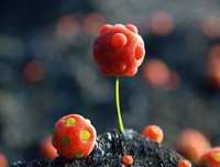 最经典的廖一梅经典名句