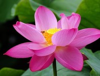 夏莲