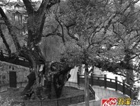 《如山、古树和我》的读后感10篇