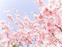 张晓风名言大全