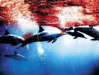 《独自在夜晚的海边》观后感10篇