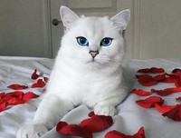 如果你的朋友是只猫