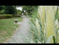 心里带着伤