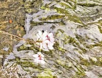 描写芭芭拉·安吉丽的经典句子