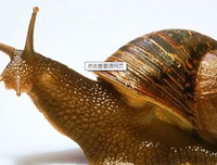 蜗 牛 的 壳