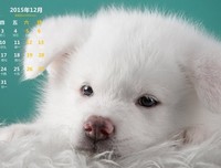 《萌宠日历》的读后感10篇