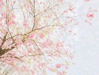 最全的《起风了》小说摘抄