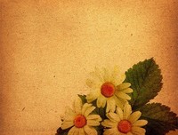 《雏菊人生》读后感10篇