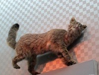 我就是狗啊我就是猪