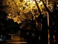 秋天的夜晚