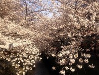 最新的《彼岸花》经典的句子