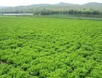 这个山东农民年入4.8亿，把菜卖到了迪拜，被马云邀请进