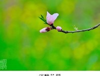 花开花落总关情