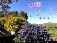 《岩合光昭的猫步走世界》影评10篇