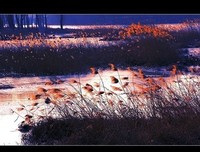 风中送你一笺心情