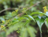 断肠草