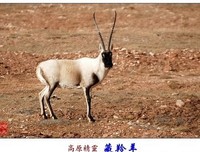 《小公女》观后感10篇