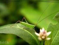 《昆虫物语》好看吗？经典观后感10篇